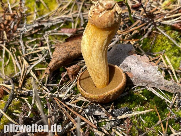 Sandröhrling, Suillus variegatus