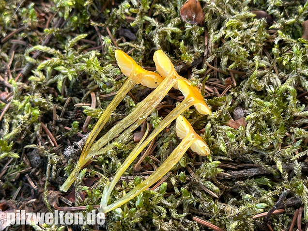Schleimfußsaftling, Klebriger Saftling, Hygrocybe glutinipes