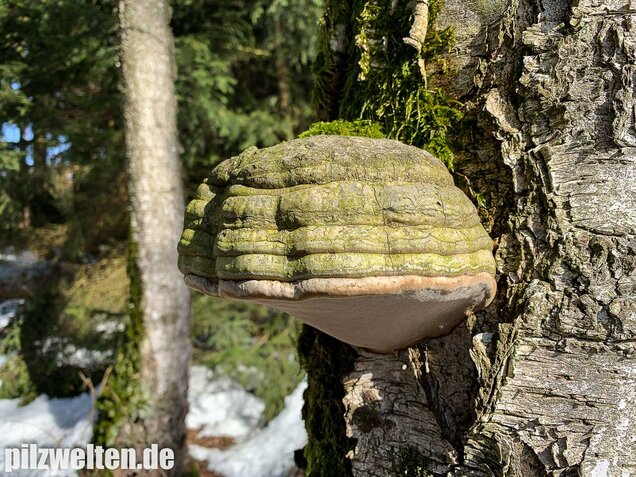 Zunderschwamm, Fomes fomentarius