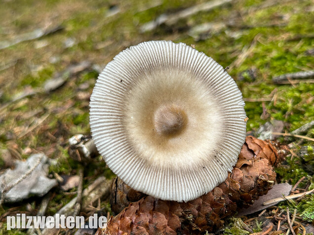Zweifarbiger Scheidenstreifling, Unterteilter Streifling, Amanita battarrae