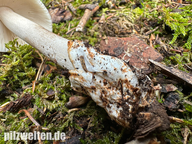 Zweifarbiger Scheidenstreifling, Unterteilter Streifling, Amanita battarrae