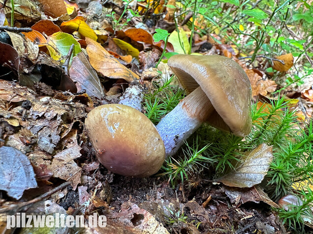 Honigschleimfuß, Runzeliggeriefter Schleimfuß, Cortinarius stillatitius