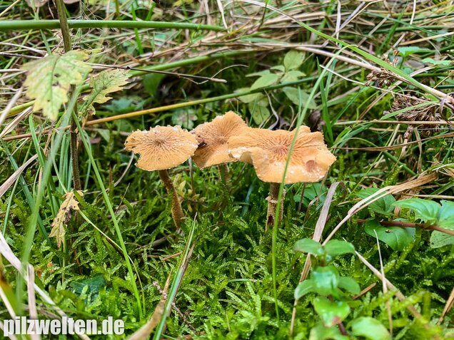 Amiant-Körnchenschirmling, Cystoderma amianthinum