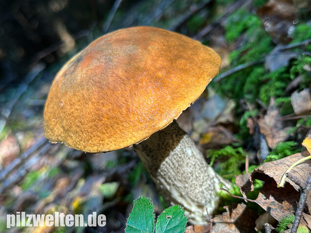 Birkenrotkappe, Leccinum versipelle