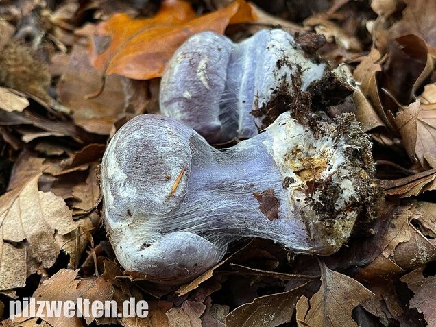 Blauer Klumpfuß, Cortinarius caerulescens
