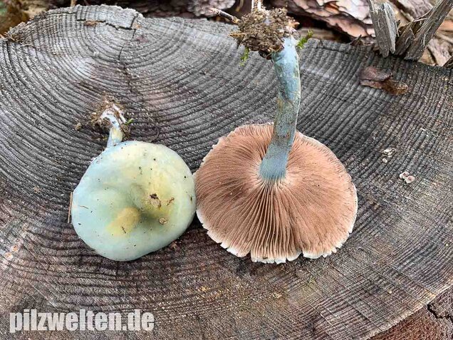 Blauer Träuschling, Stropharia caerulea