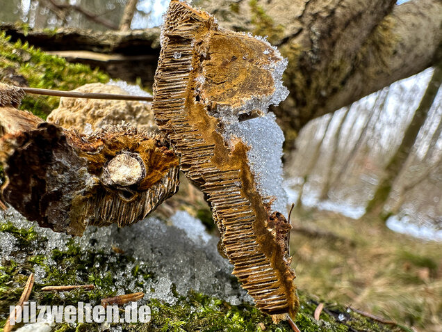 Braune Borstentramete, Braune Auentramete, Coriolopsis gallica