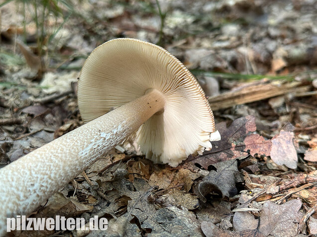 Brauner Riesenscheidenstreifling, Amanita spadicea