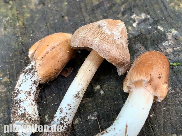 Braunstreifiger Risspilz, Inocybe fuscidula