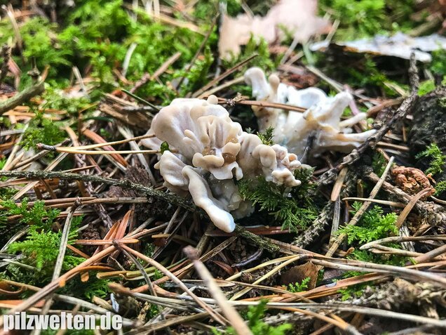 Breitblättrige Glucke, Sparassis brevipes