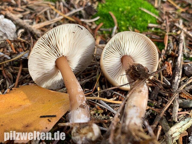 Butterrübling, Rhodocollybia butyracea