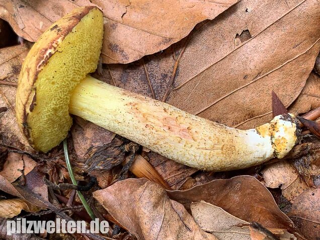 Ziegenlippe, Xerocomus subtomentosus