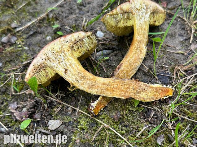 Eichenfilzröhrling, Hortiboletus engelii