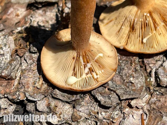 Eichenmilchling, Lactarius quietus