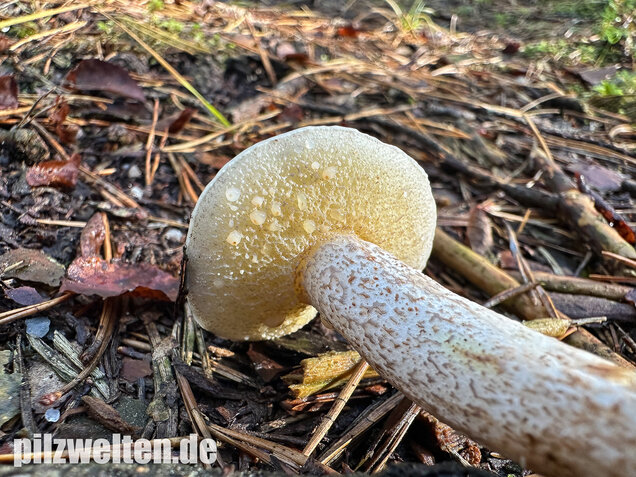 Elfenbeinröhrling, Weymouthsröhrling, Suillus placidus