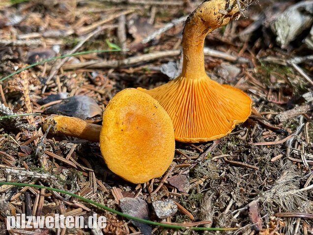 Falscher Pfifferling, Afterleistling, Hygrophoropsis aurantiaca