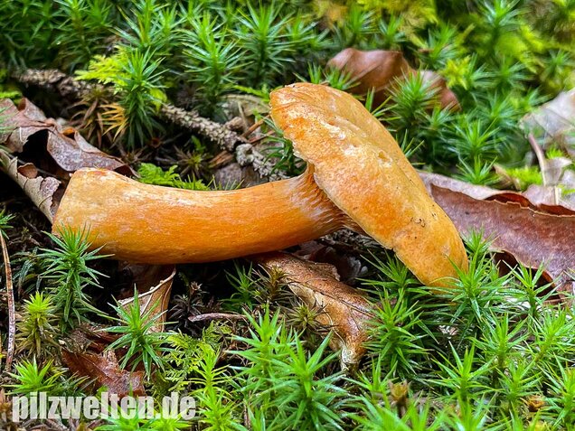 Fichtenreizker, Lactarius deterrimus