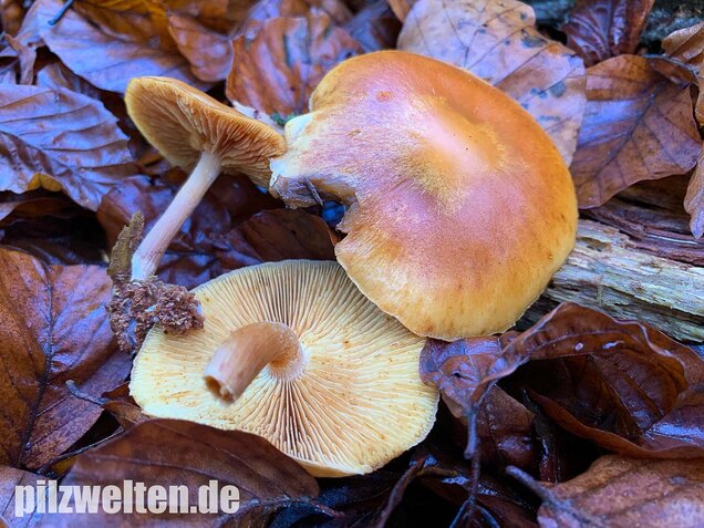 Geflecktblättriger Flämmling, Gymnopilus penetrans