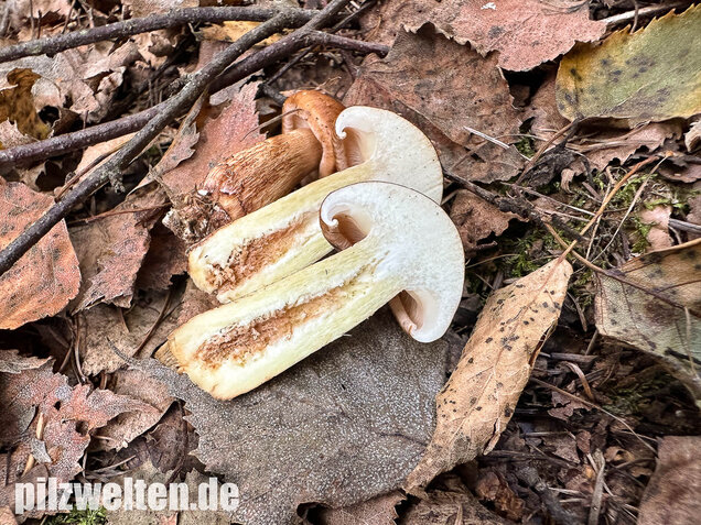 Gelbblättriger Ritterling, Birkenritterling, Tricholoma fulvum