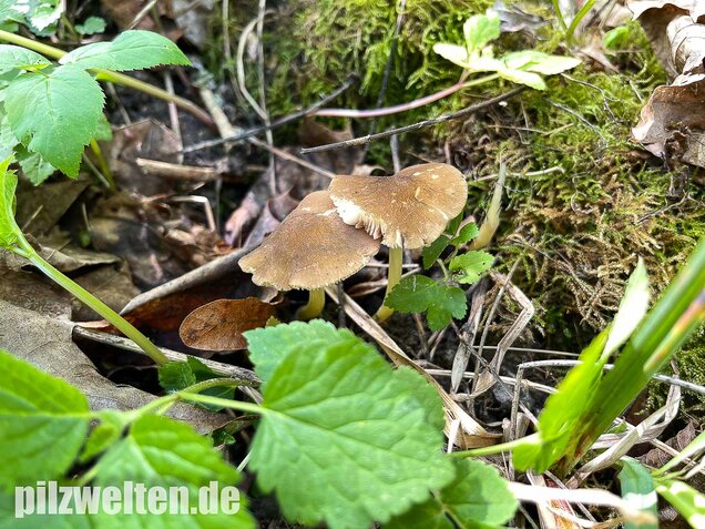 Gelbstieliger Dachpilz, Pluteus romellii