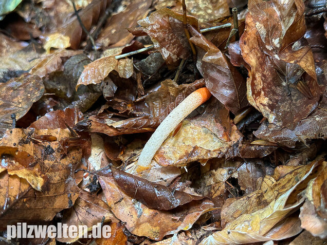 Gemeine Hundsrute, Mutinus caninus
