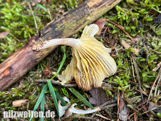 Gestreifter Nabeling, Gelbblättriger Nabeling, Gerronema strombodes