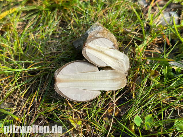 Grauer Faltentintling, Coprinopsis atramentaria