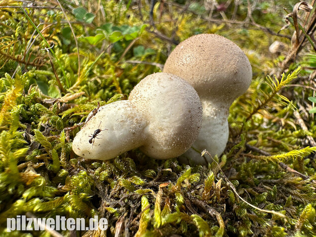 Grauer Stäubling, Trockenrasenstäubling, Lycoperdiscus lividus