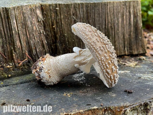 Grauer Wulstling, Amanita excelsa