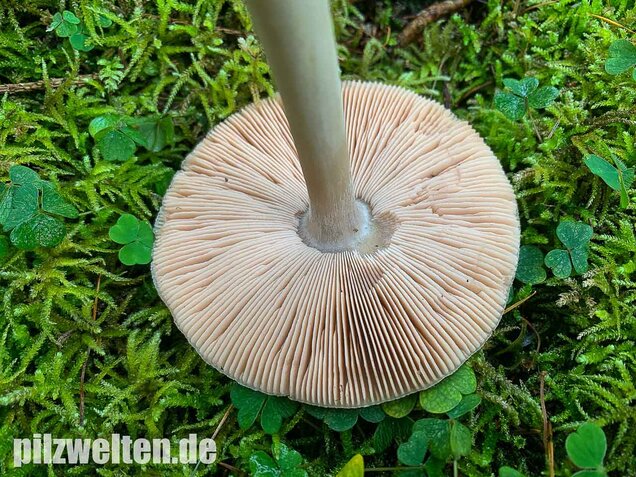 Großer Scheidling, Volvopluteus gloiocephalus