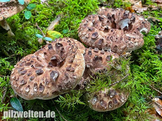 Habichtspilz, Sarcodon imbricatus