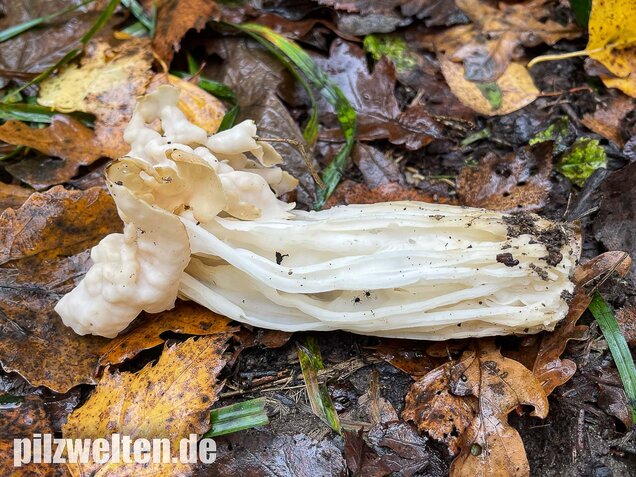 Herbstlorchel, Helvella crispa