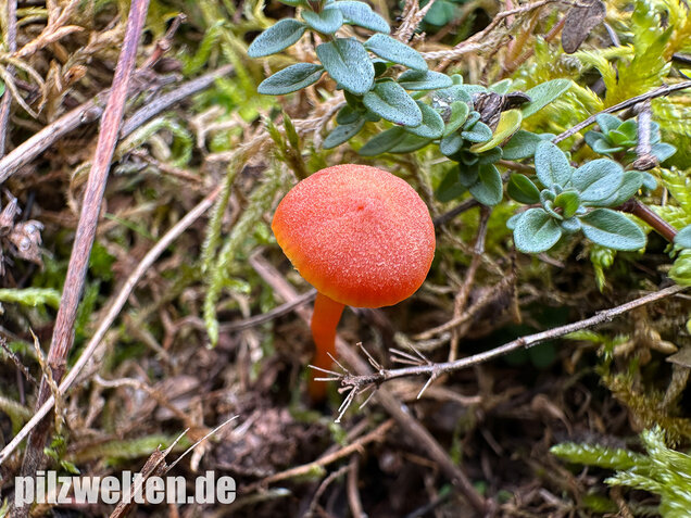 Kalkliebender Filzsaftling, Kalkholder Saftling, Hygrocybe calciphila