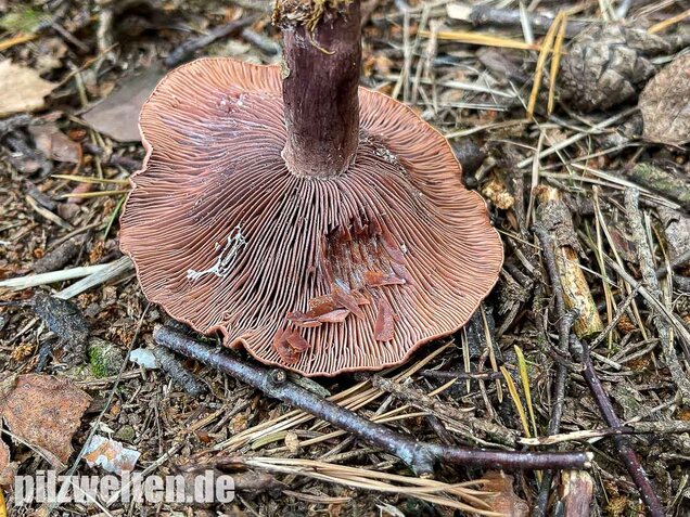 Kampfermilchling, Lactarius camphoratus