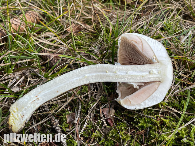 Karbolchampignon, Agaricus xanthodermus