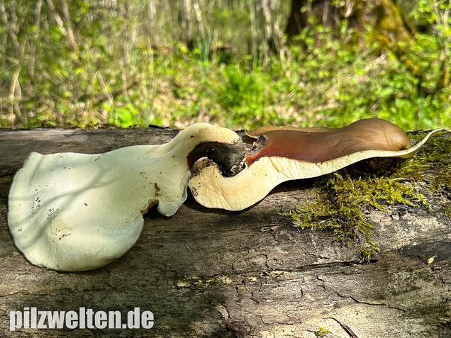 Kastanienbrauner Stielporling, Süßriechender Porling, Picipes badius