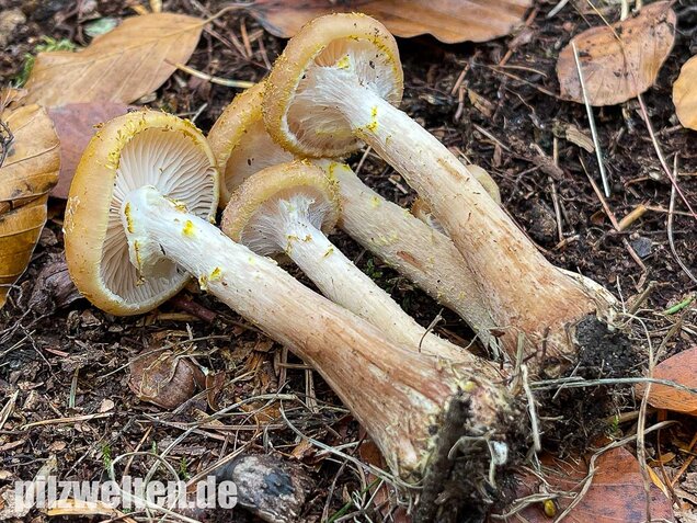 Laubholzhallimasch, Armillaria gallica