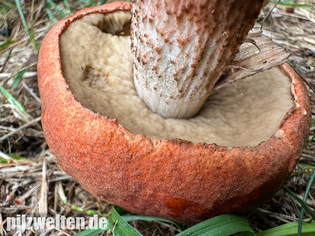 Laubwald-Rotkappe, Eichenrotkappe, Leccinum aurantiacum