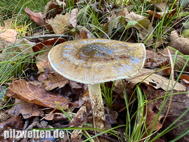 Zweifarbiger Schneckling, Olivbraungestiefelter Schneckling, Hygrophorus persoonii