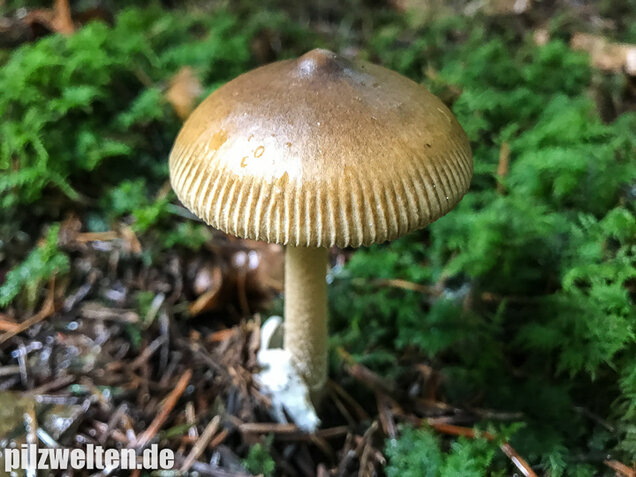 Olivgrauer Scheidenstreifling, Amanita olivaceogrisea