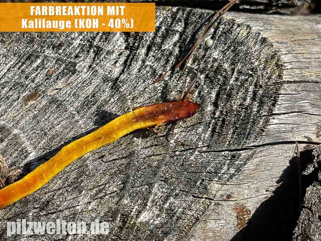 Orangefüssiger Hautkopf, Cortinarius bataillei