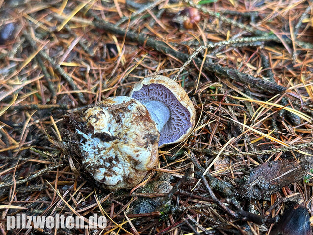 Purpurfleckender Klumpfuß, Thaxterogaster purpurascens