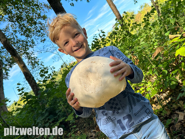 Riesenbovist, Calvatia gigantea