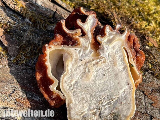 Riesenlorchel, Gyromitra gigas