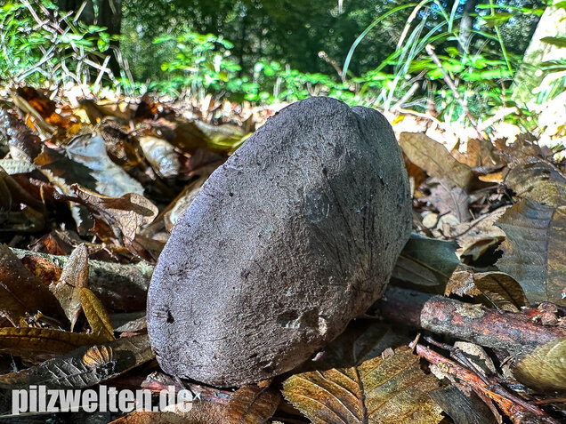 Gelbblättriger Rasling, Rötender Schönkopf, Calocybe favrei