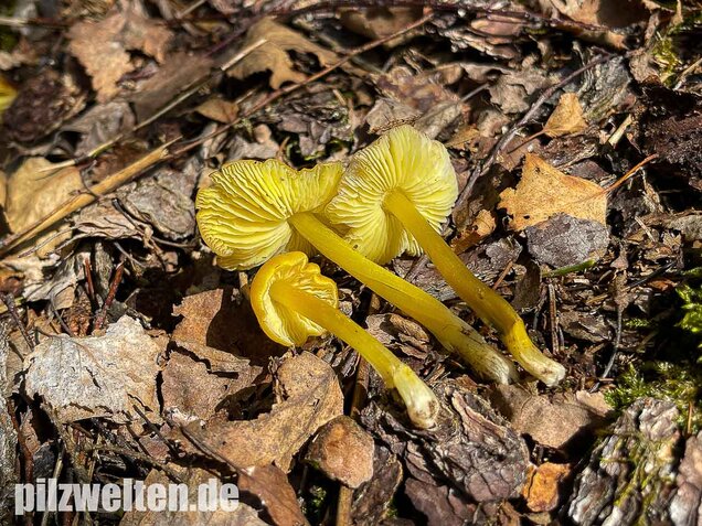 Safrangelber Saftling, Hygrocybe acutoconica