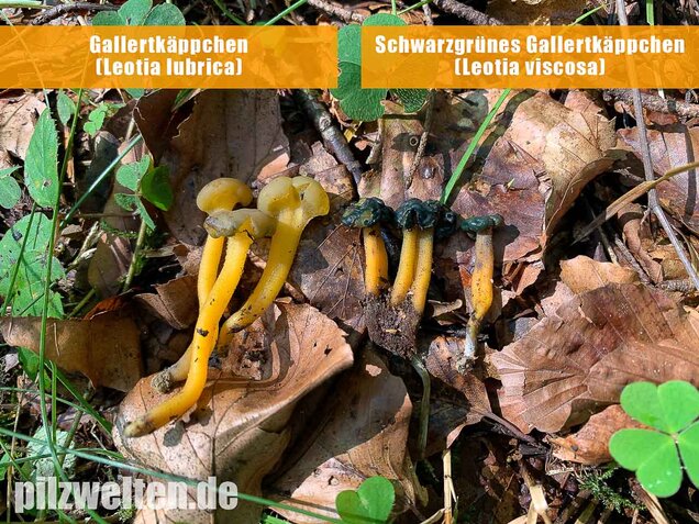 Schwarzgrünes Gallertkäppchen, Leotia viscosa