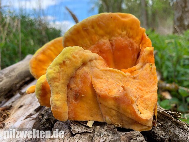 Schwefelporling, Huhn des Waldes, Laetiporus sulphureus
