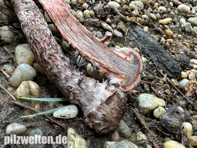 Strubbelkopfröhrling, Strobilomyces strobilaceus