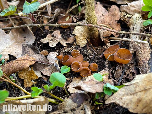 Anemonenbecherling, Sklerotienbecherling, Dumontinia tuberosa